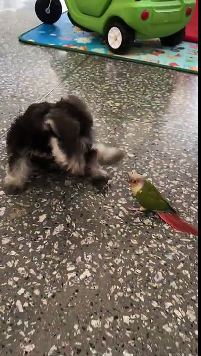 Ce perroquet et ce chien jouent ensemble et s'entendent comme cochon !