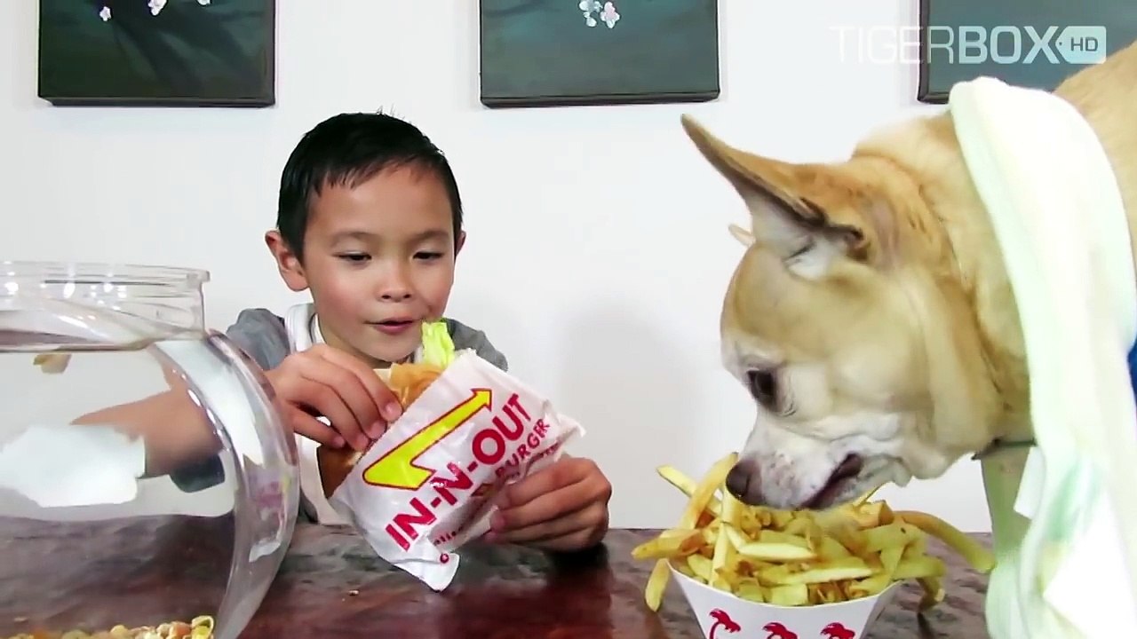 FEEDING MY PET DOG IN-N-OUT Burger, Animal Style Cheeseburger & Fries
