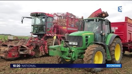 Agriculture : comment est fabriqué le sucre ?