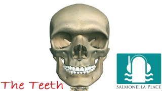 The Teeth - 3D Anatomy