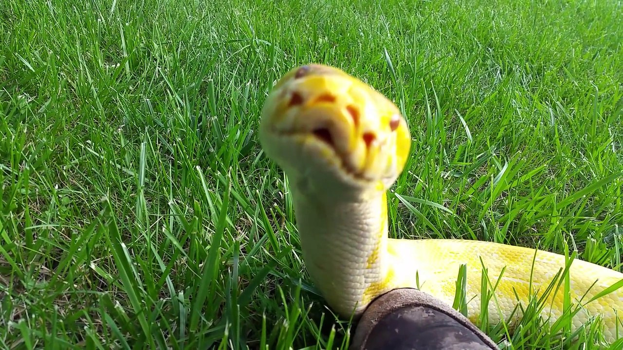 Voici le serpent le plus mignon du monde : python birman adorable