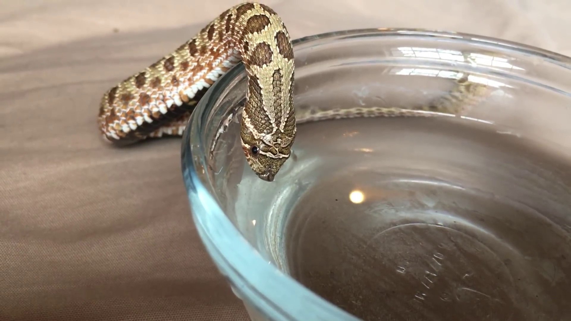 Un Serpent Qui Boit C Est Juste Adorable A Regarder Video Dailymotion