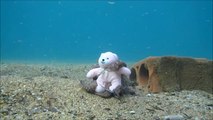 Quand un poulpe tombe amoureux d'un ours en peluche tombé au fond de l'eau