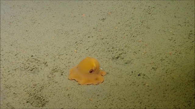 La plus mignonne des pieuvres jamais filmée au fond des océans