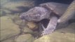 Tortue VS boa : le serpent ne peut rien faire contre la machoire puissante de la tortue