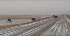 Moose Crossing Causes Short Traffic Delay After Saskatchewan Snowstorm