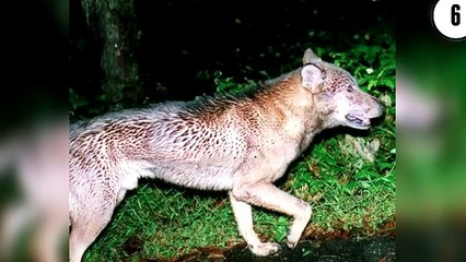 10 Extinct Animals that Could Still be Alive