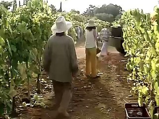 02. Γλυκόξινο κρασί E02