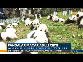 Pandaların Anavatanı Macaristan olabilir mi 10 milyon yıllık fosil bulundu