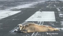 Adorable 450-pound seal unknowingly causes flight delays while sunbathing on airport runway