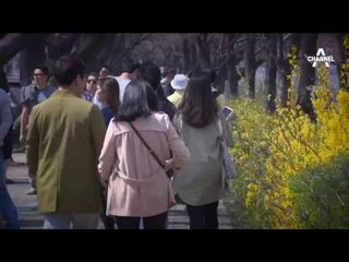 ‘벚꽃 엔딩’ 일찍 듣는다_채널A_뉴스TOP10