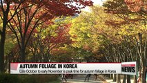 Enjoying Korea's autumn foliage in November