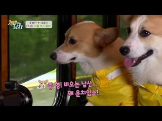 우비입은 대중소♥ 주병진 잡는 강남과 함께 하는 서울 버스 투어!