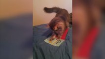 Kitten HATES Musical Birthday Cards