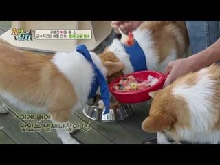 금수저犬 대중소, 여름 물리치는 황태 과일 빙수 먹방! 야미야미♥
