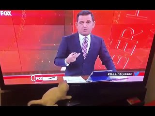 Fatih Portakal'ın El Hareketlerine Kitlenip Onunla Oynayan Kedi