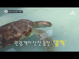 동전 915개 삼킨 거북이_채널A_뉴스TOP10