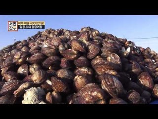 상상 이상! 압도적인 피조개 갑부의 양식장!