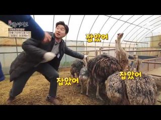 타조고기로 무릎 통증을 이겨내다?!