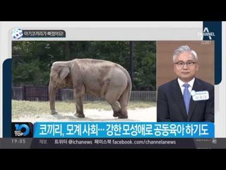 아기코끼리가 빠졌어요!_채널A_뉴스TOP10