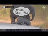 “아가야, 일어나” 코끼리 모정_채널A_뉴스TOP10
