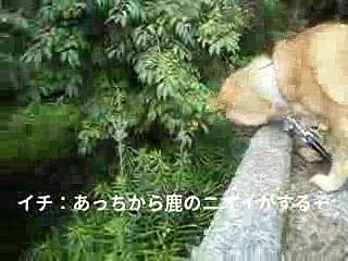 柴犬イチ　ご近所宅へお呼ばれ　獣除けのマーキング作業