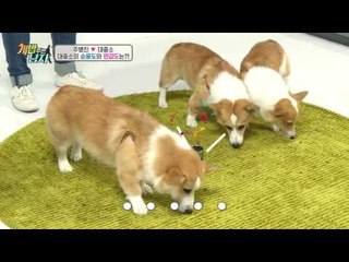 대중소의 순응도와 민감도 순위는?! 자기주도적인 犬은 누구?!