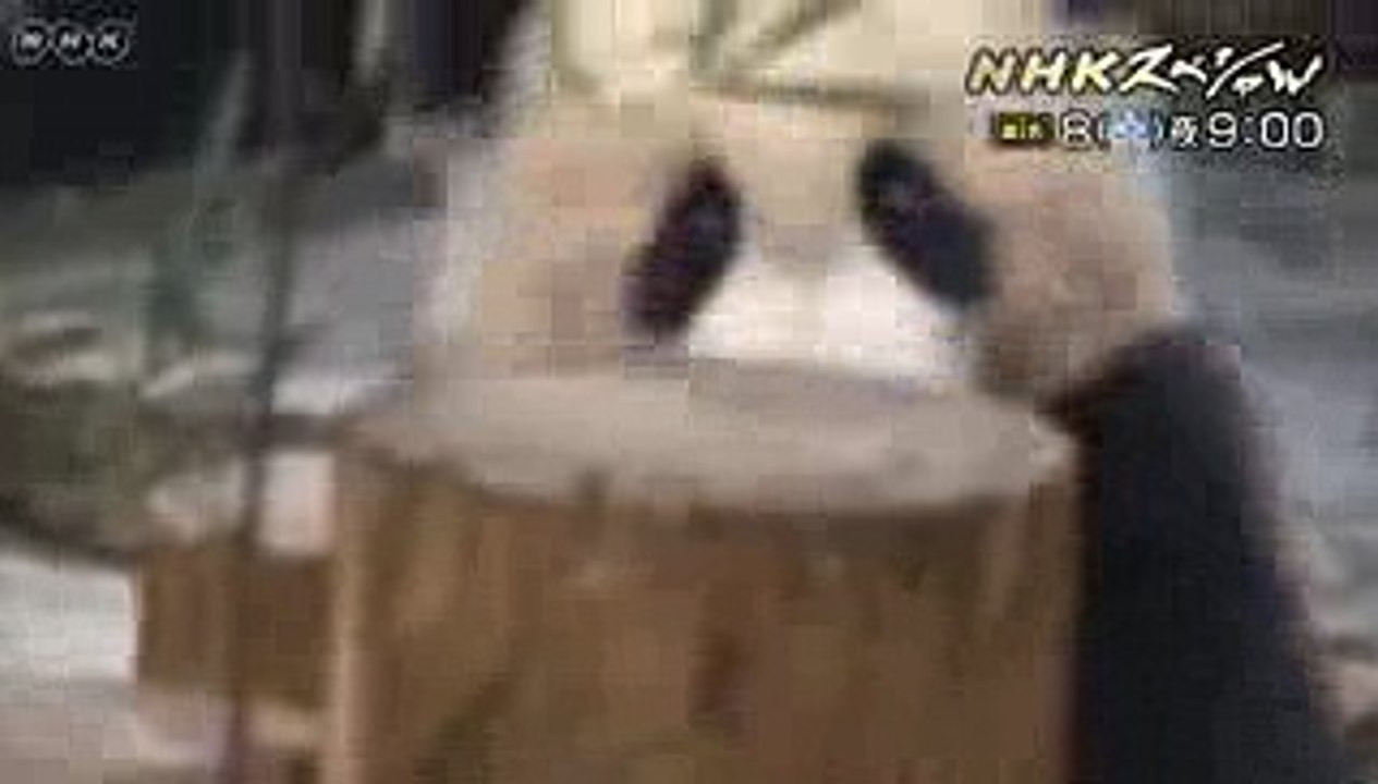 【NHKスペシャル　予告動画】奇跡のパンダファミリー  ～愛と涙の子育て物語～