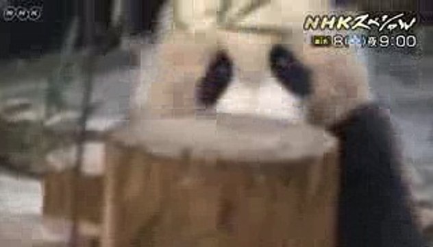 【NHKスペシャル　予告動画】奇跡のパンダファミリー ～愛と涙の子育て物語～