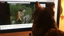 世界ネコ歩きを見てるサビ猫