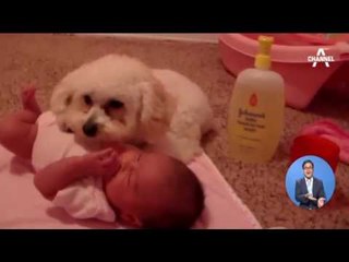 놀란 아기 달래는 강아지… 독수리오형제 실사판?!