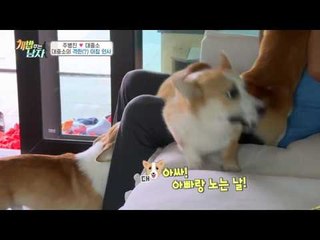 웰시코기 세 마리를 키운다는 건?! 아빠바라기 대중소!♥