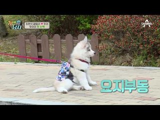 뚜이, 첫 산책에 겁쟁이 아가 모드♥ 알고 보면 집순이 스타일?!