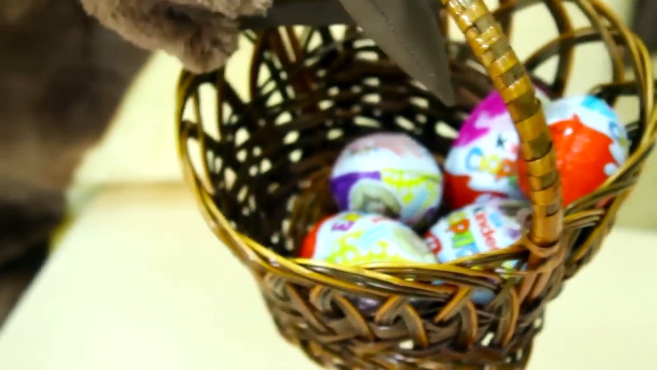 Masha and the Bear in real life open Kinder Surprise Eggs! Learn Colors! Toys! Doc McStuffins! Moana