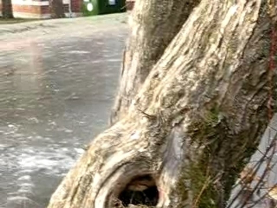Les canards patinent !!