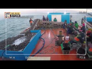 [선공개] 제철기간만 32억 원! 올해 대박난 피조개 갑부