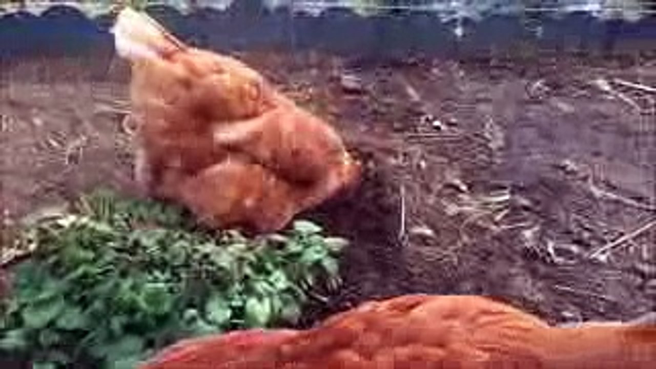 にわとりの玉子とクック　〜朝のひと時〜