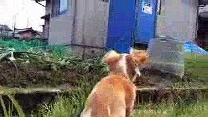 岩合光昭風の世界イヌ歩き＃3 おもしろかわいいMy dog days53　〜犬との日々〜 動画　岩合光昭の世界ネコ歩き オマージュ