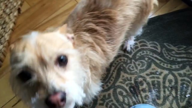 NOO NOO Toy Snow Plowing In Winter!-m5aL-Z6fmpo