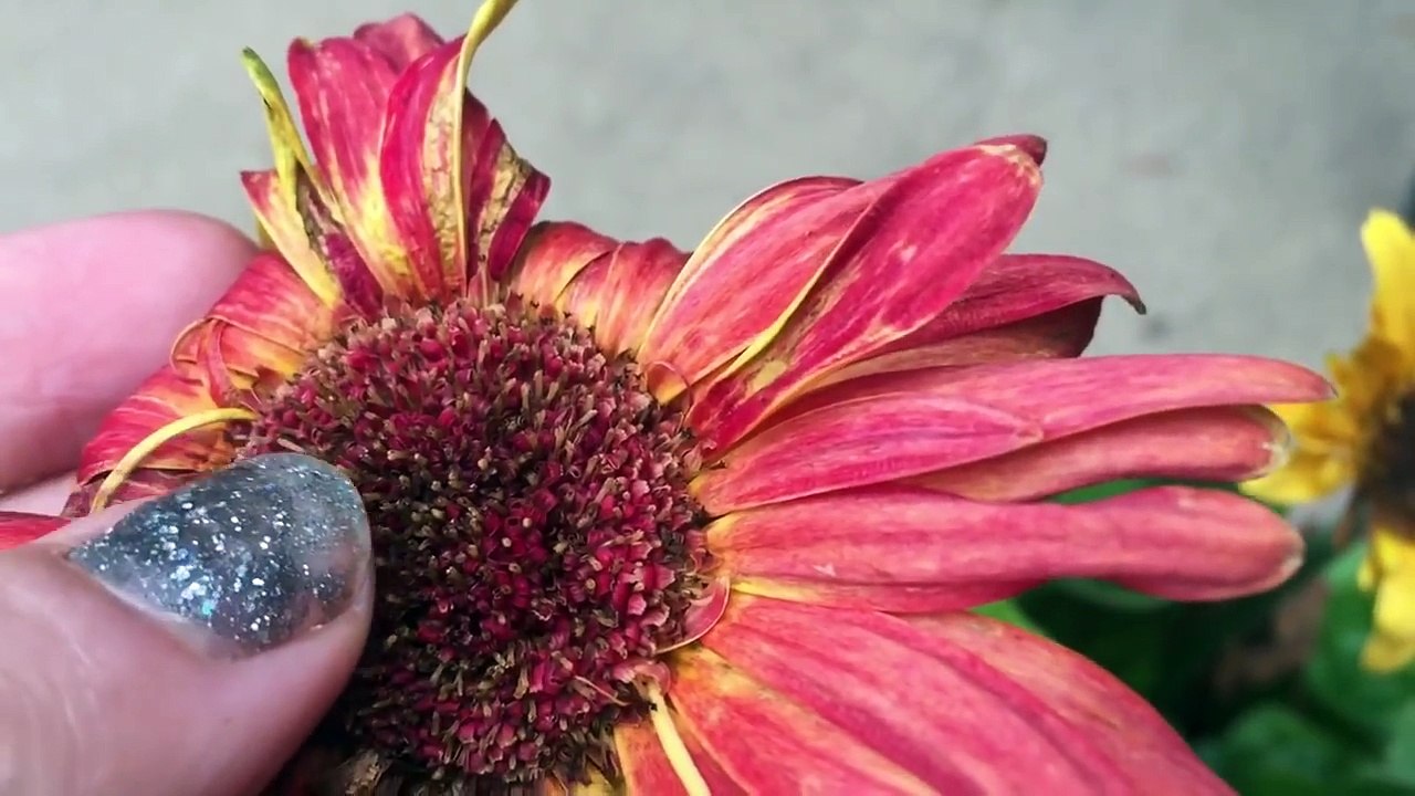 NOO NOO Toy Searches For TELETUBBIES In The Garden!-aqti2IxIc_8