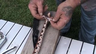 Skinning and Cooking Copperhead snake