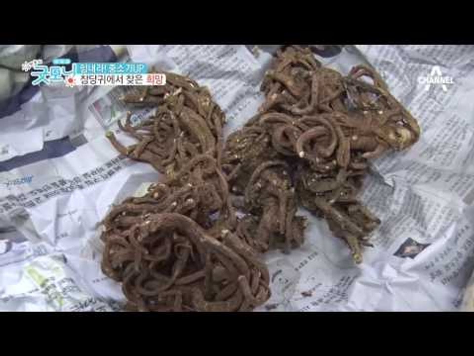 참당귀에서 찾은 희망