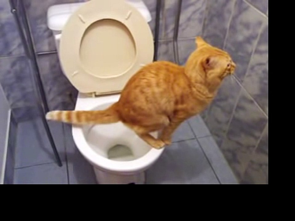 Gato que va al baño