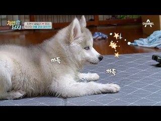 [3분 안에 심쿵사 보장] 얼음 먹고 신나서 미사일 빙의한 뚜이♥