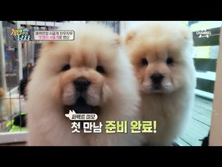 본격 ‘개(犬)잇뷰티’! 차우차우의 토끼 같은 민낯 대 공개!