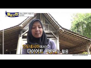 인도네시아 다이어트 특효약 ‘핑거루트’! 판두라틴 성분으로 지방 잡자