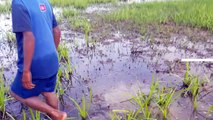 Amazing Smart Boy Fishing Using Traditional Spear in Rice Farms - How To Catch Fish With S