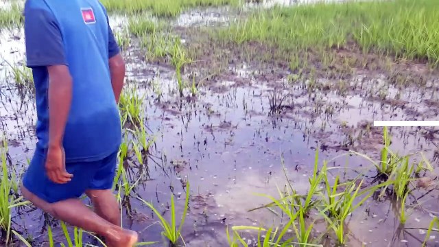 Amazing Smart Boy Fishing Using Traditional Spear in Rice Farms - How To Catch Fish With S