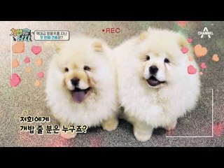 오동통 궁디! 곰 같은 발바닥! 치명犬 차우차우 남매가 떴다♥