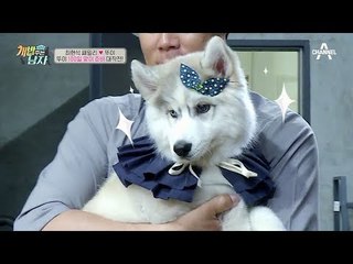 (심쿵) 뚜이의 실시간 미모 업그레이드